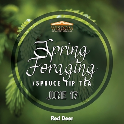 Survival: Spring Foraging/Spruce Tip Tea C - Red Deer